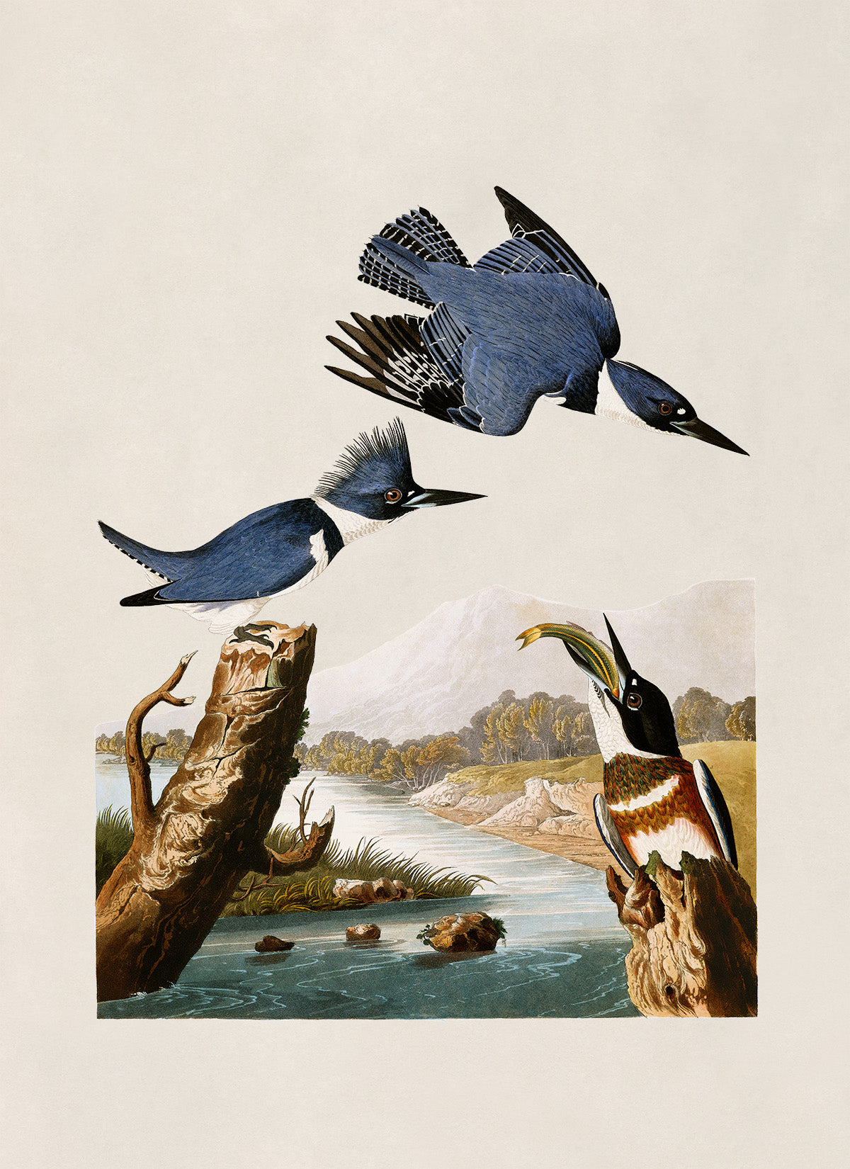 Belted Kingfisher Bird Print, Vintage Style Audubon Birds Of America Illustration, AOB76