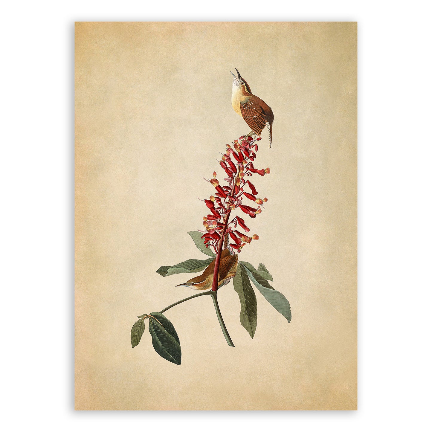 Carolina Wren Bird Print, Vintage Style Audubon Birds Of America Illustration, AOB77