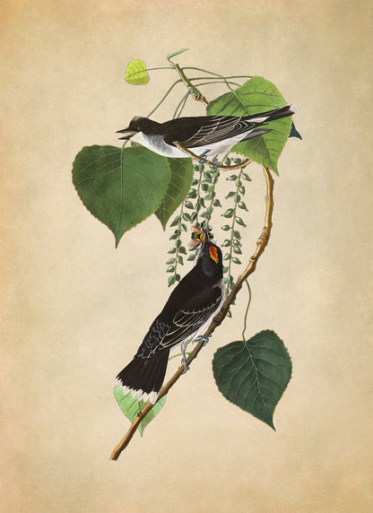 Eastern Kingbird Print, Vintage Style Audubon Birds Of America Illustration, AOB78