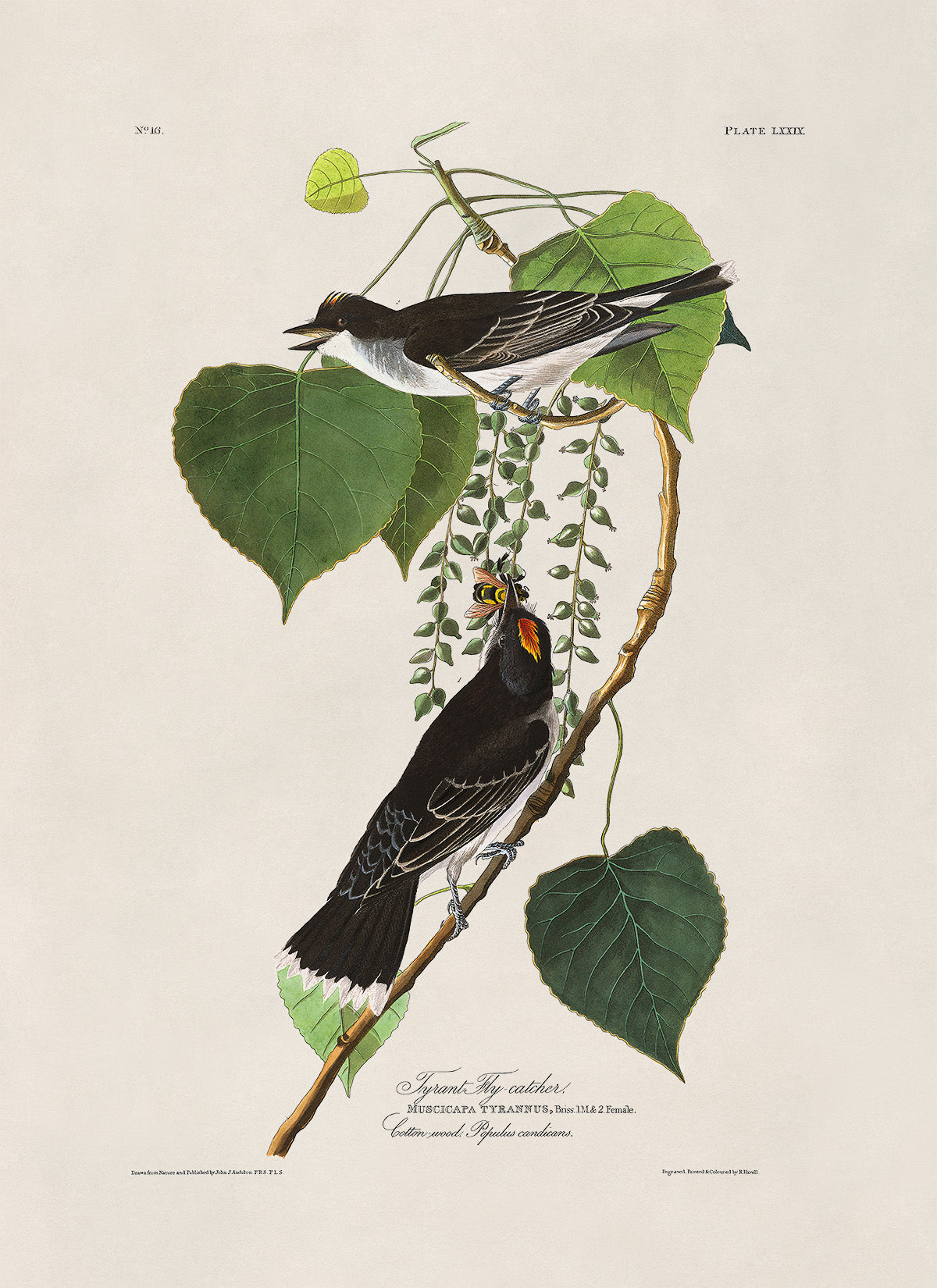 Eastern Kingbird Print, Vintage Style Audubon Birds Of America Illustration, AOB78