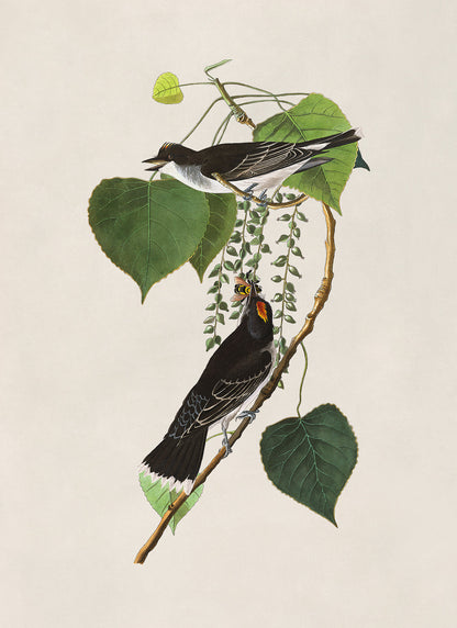 Eastern Kingbird Print, Vintage Style Audubon Birds Of America Illustration, AOB78