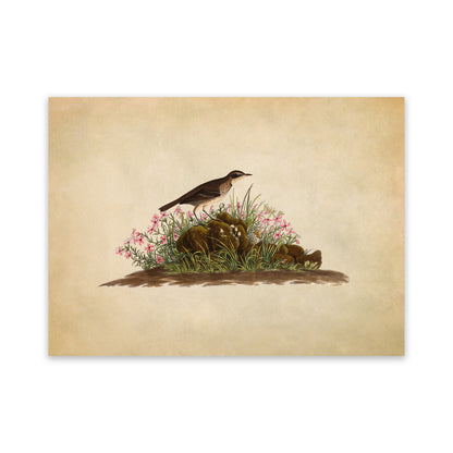 American Pipit Bird Print, Vintage Style Audubon Birds Of America Illustration, AOB79