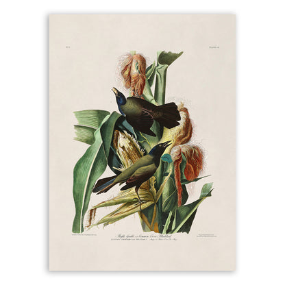 Purple Grackle Bird Print, Vintage Style Audubon Birds Of America Illustration, AOB7