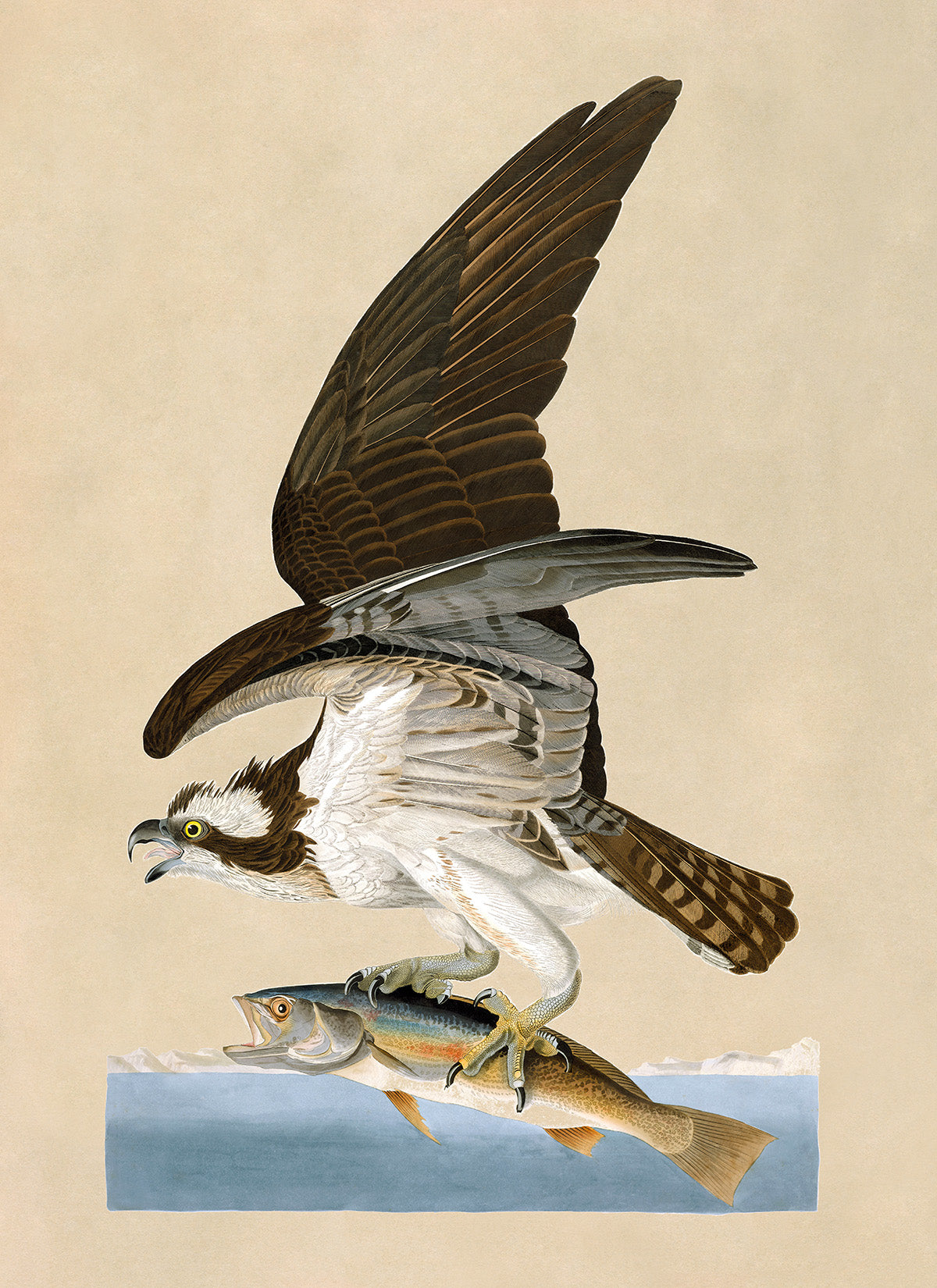 Osprey Bird Print, Vintage Style Audubon Birds Of America Illustration, AOB80