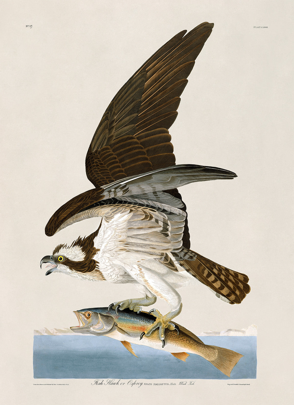 Osprey Bird Print, Vintage Style Audubon Birds Of America Illustration, AOB80