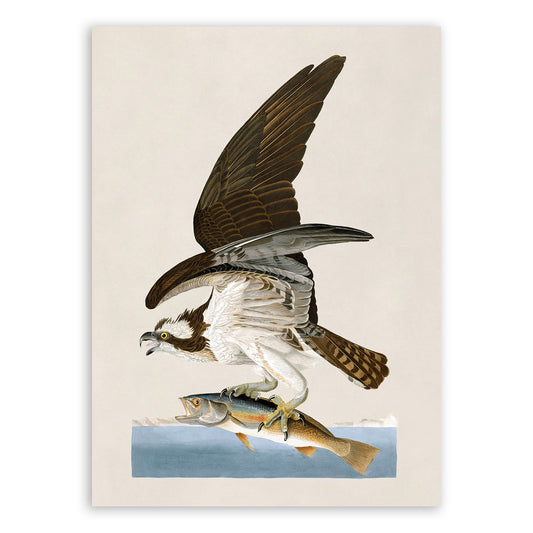 Osprey Bird Print, Vintage Style Audubon Birds Of America Illustration, AOB80