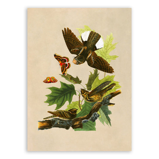 Eastern Whip Poor Will Bird Print, Vintage Style Audubon Birds Of America Illustration, AOB81