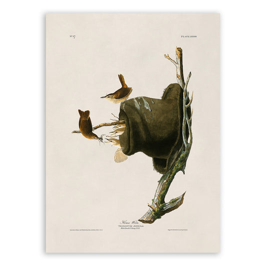 House Wren Bird Print, Vintage Style Audubon Birds Of America Illustration, AOB82