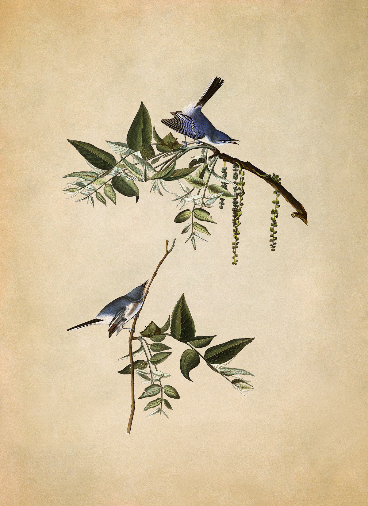 Blue Grey Gnatcatcher Bird Print, Vintage Style Audubon Birds Of America Illustration, AOB83