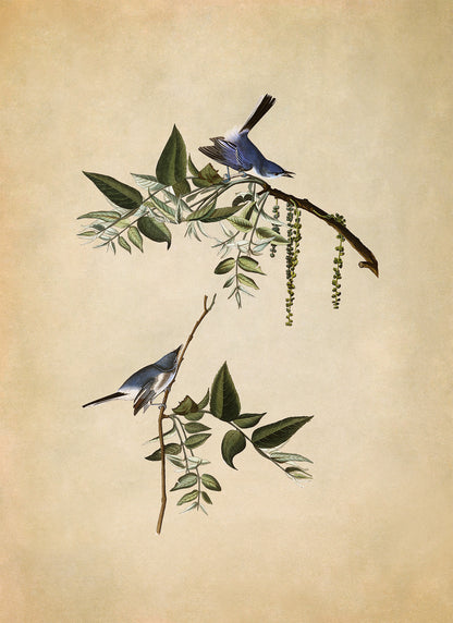 Blue Grey Gnatcatcher Bird Print, Vintage Style Audubon Birds Of America Illustration, AOB83