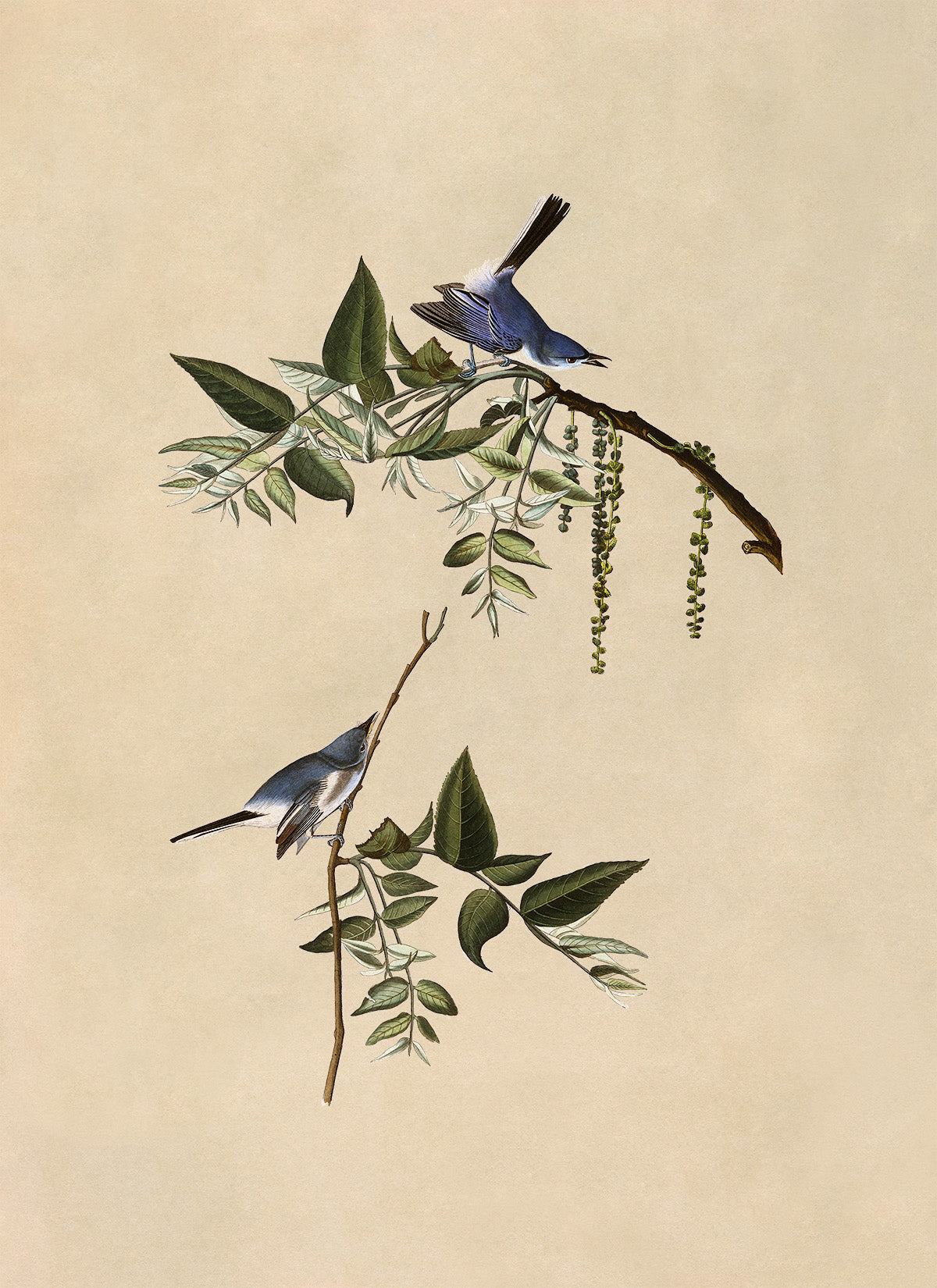 Blue Grey Gnatcatcher Bird Print, Vintage Style Audubon Birds Of America Illustration, AOB83