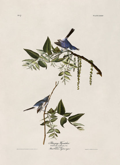 Blue Grey Gnatcatcher Bird Print, Vintage Style Audubon Birds Of America Illustration, AOB83