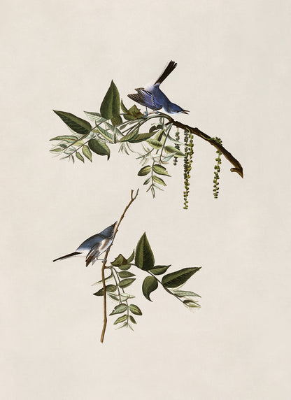 Blue Grey Gnatcatcher Bird Print, Vintage Style Audubon Birds Of America Illustration, AOB83