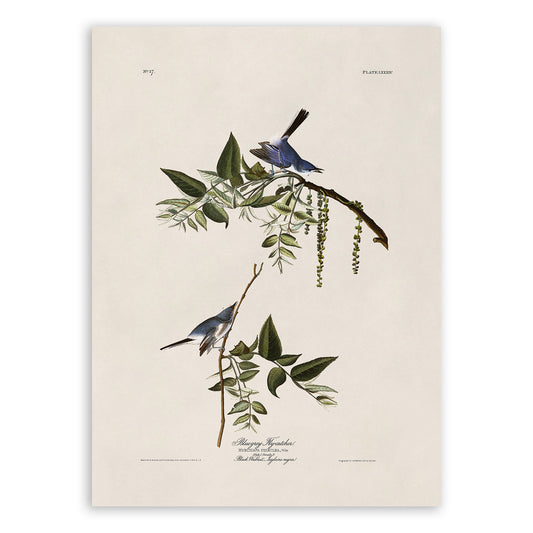 Blue Grey Gnatcatcher Bird Print, Vintage Style Audubon Birds Of America Illustration, AOB83