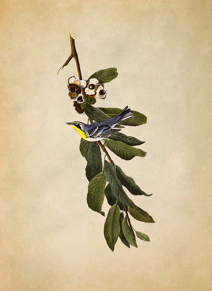 Yellow Throated Warbler Bird Print, Vintage Style Audubon Birds Of America Illustration, AOB84