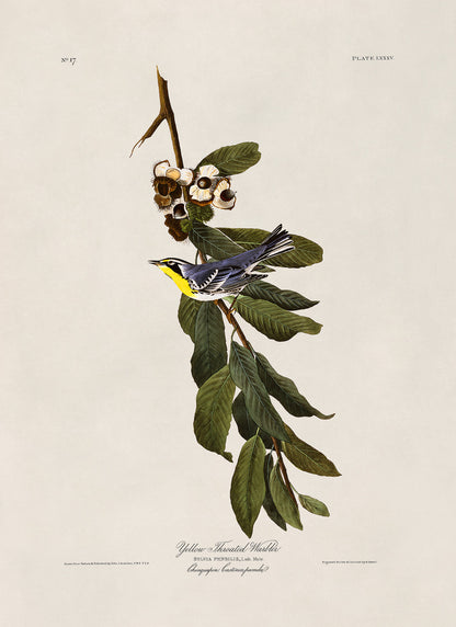 Yellow Throated Warbler Bird Print, Vintage Style Audubon Birds Of America Illustration, AOB84