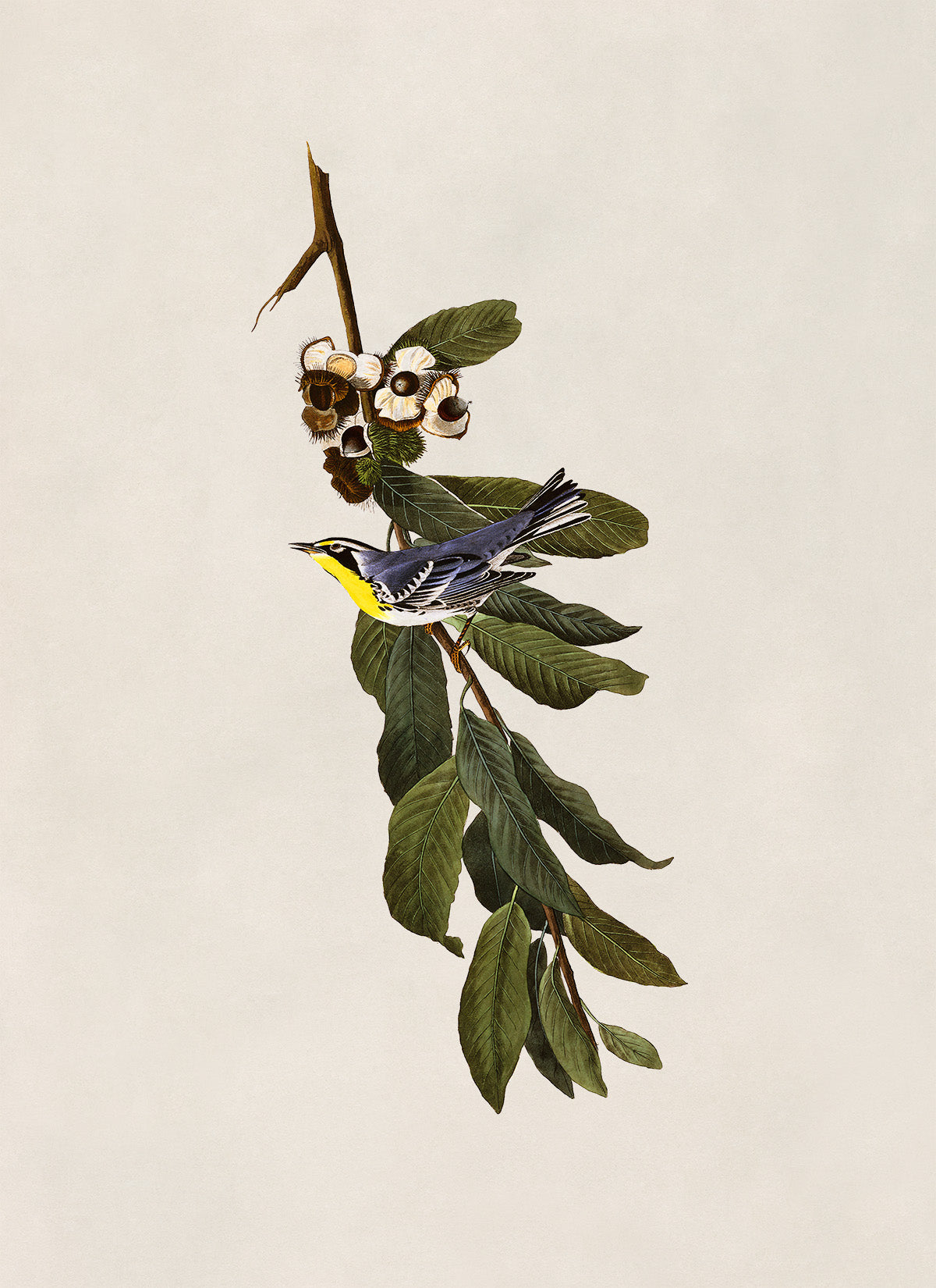 Yellow Throated Warbler Bird Print, Vintage Style Audubon Birds Of America Illustration, AOB84