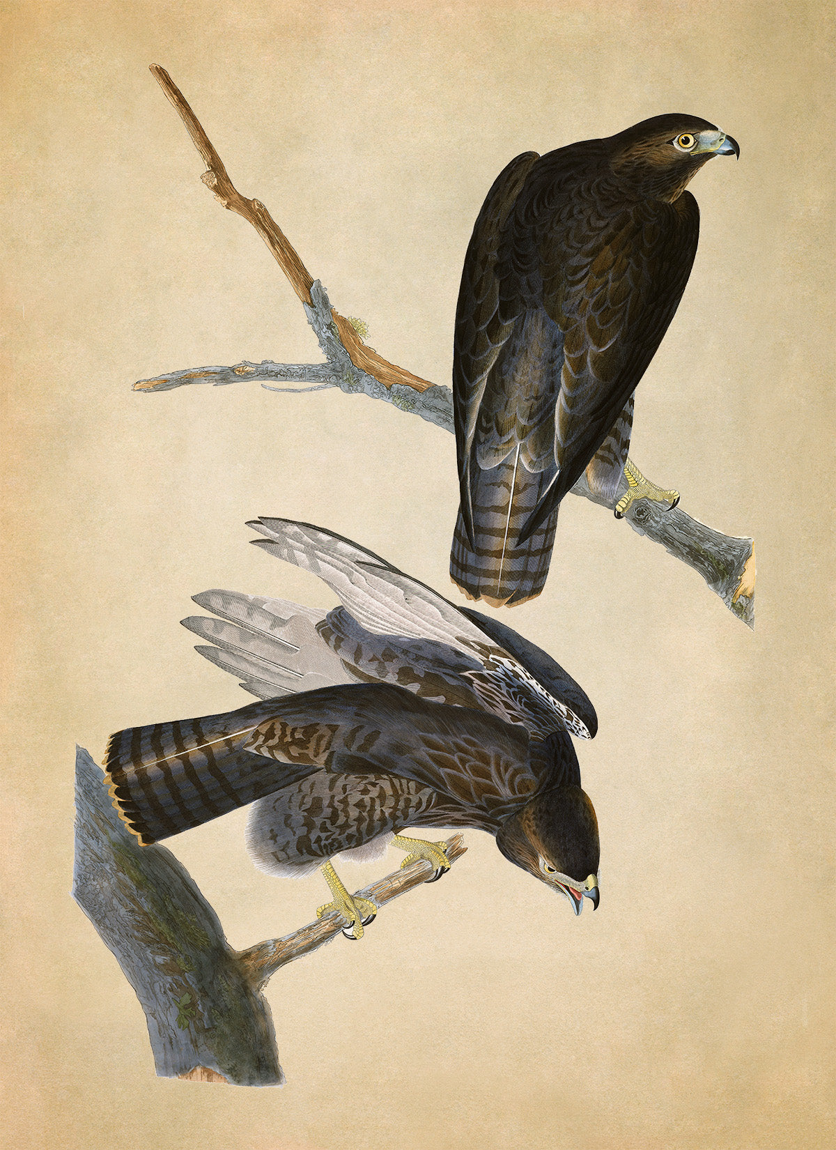 Red Tailed Hawk Print, Vintage Style Audubon Birds Of America Illustration, AOB85