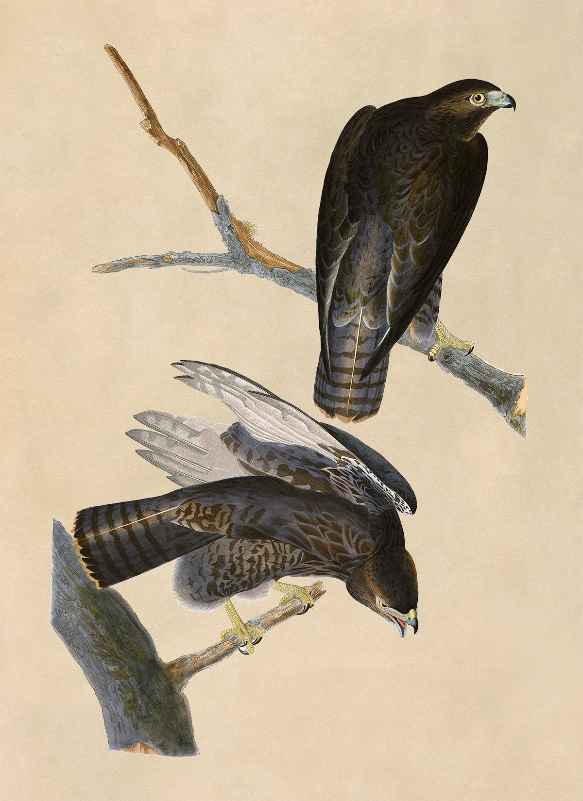 Red Tailed Hawk Print, Vintage Style Audubon Birds Of America Illustration, AOB85