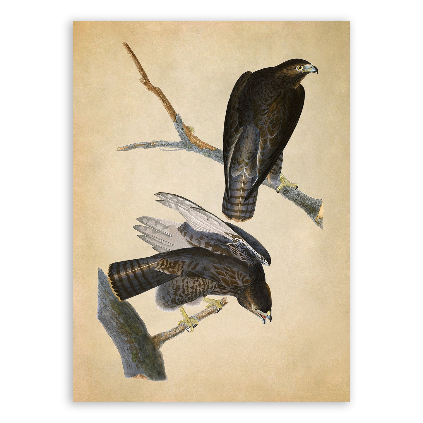 Red Tailed Hawk Print, Vintage Style Audubon Birds Of America Illustration, AOB85