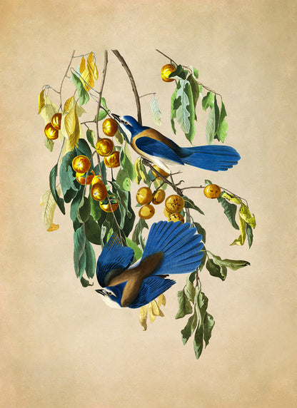 Florida Scrub Jay Bird Print, Vintage Style Audubon Birds Of America Illustration, AOB86