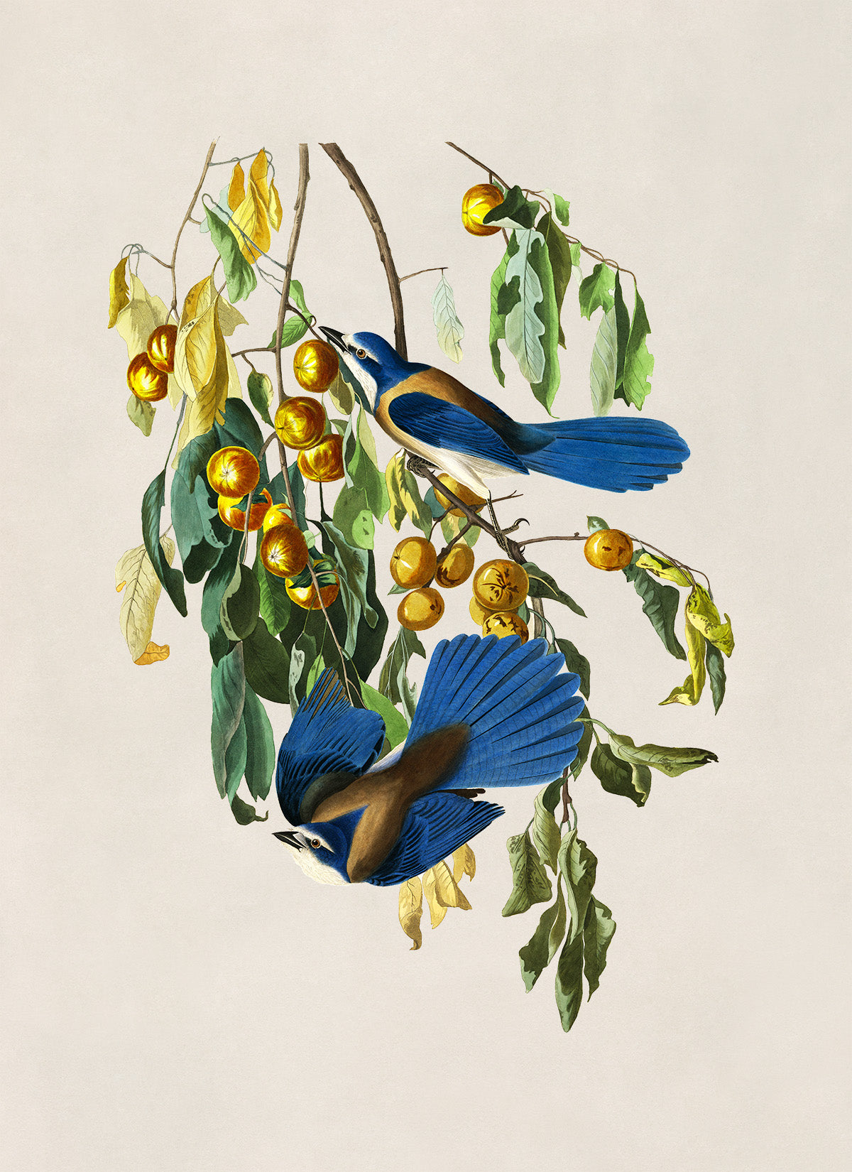 Florida Scrub Jay Bird Print, Vintage Style Audubon Birds Of America Illustration, AOB86