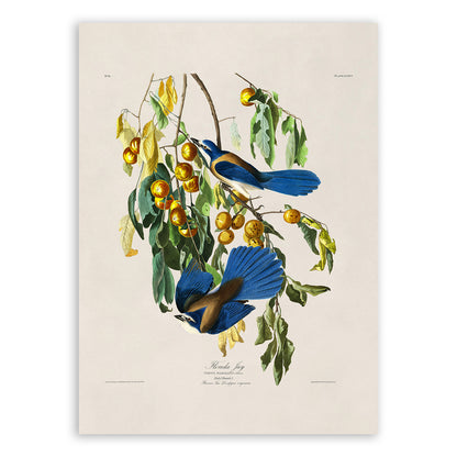 Florida Scrub Jay Bird Print, Vintage Style Audubon Birds Of America Illustration, AOB86