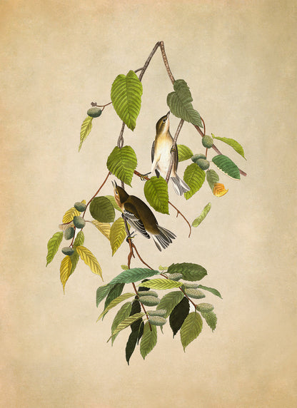 Bay Breasted Warbler Bird Print, Vintage Style Audubon Birds Of America Illustration, AOB87