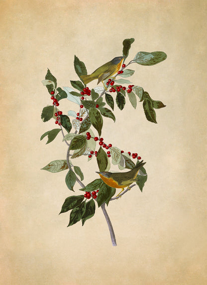 Nashville Warbler Bird Print, Vintage Style Audubon Birds Of America Illustration, AOB88