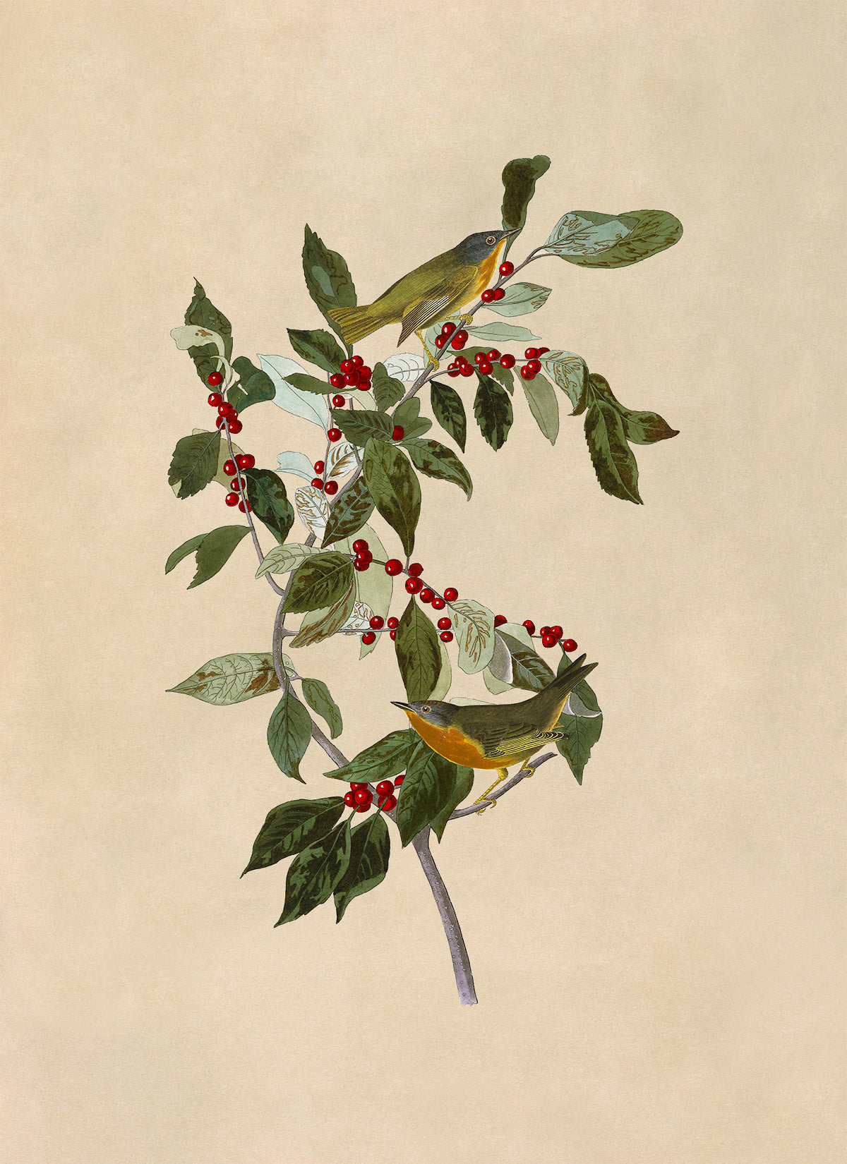 Nashville Warbler Bird Print, Vintage Style Audubon Birds Of America Illustration, AOB88