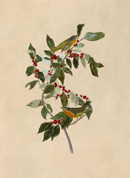 Nashville Warbler Bird Print, Vintage Style Audubon Birds Of America Illustration, AOB88