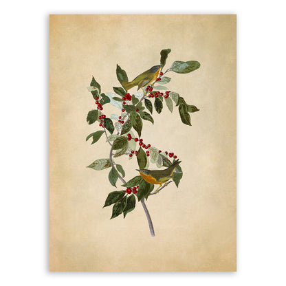 Nashville Warbler Bird Print, Vintage Style Audubon Birds Of America Illustration, AOB88