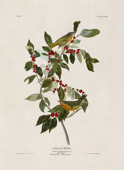 Nashville Warbler Bird Print, Vintage Style Audubon Birds Of America Illustration, AOB88