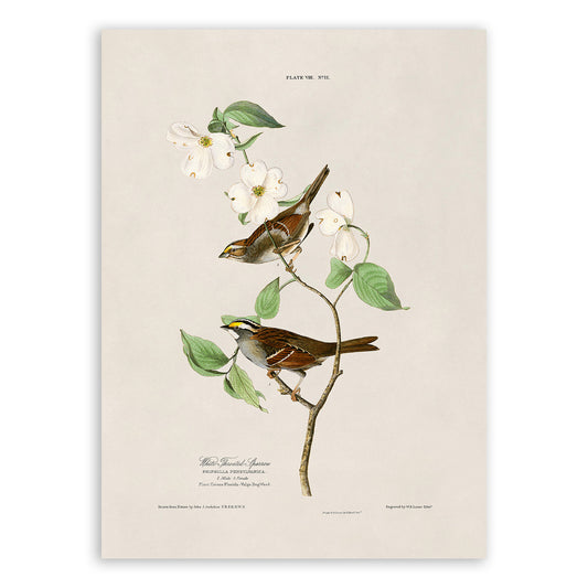 White Throated Sparrow Bird Print, Vintage Style Audubon Birds Of America Illustration, AOB8