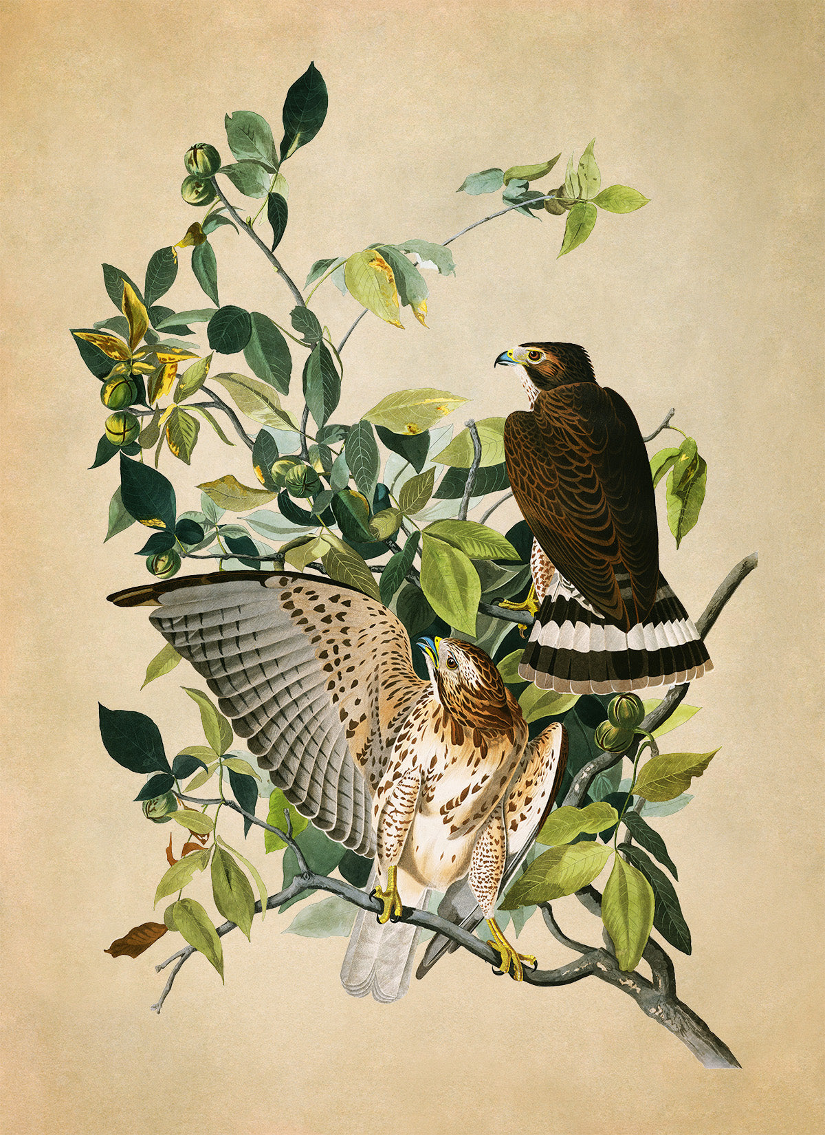 Broad Winged Hawk Print, Vintage Style Audubon Birds Of America Illustration, AOB90