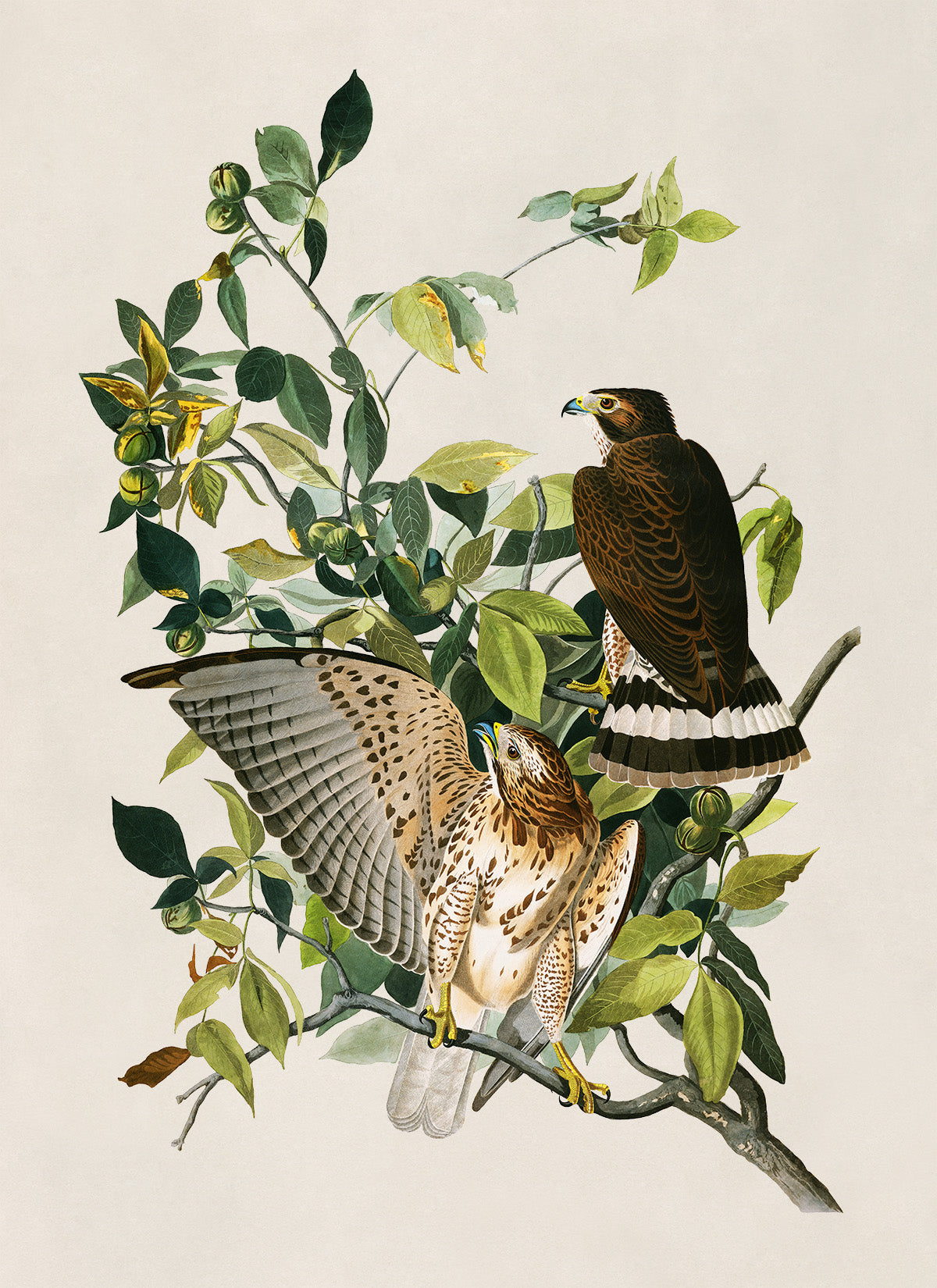 Broad Winged Hawk Print, Vintage Style Audubon Birds Of America Illustration, AOB90