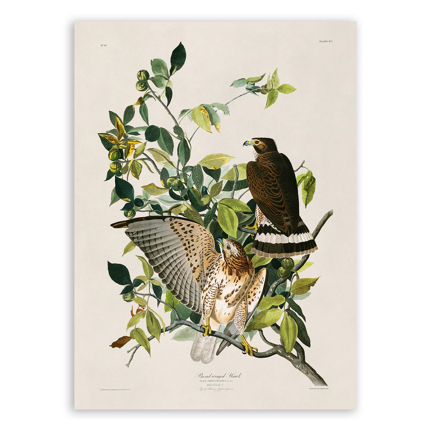 Broad Winged Hawk Print, Vintage Style Audubon Birds Of America Illustration, AOB90