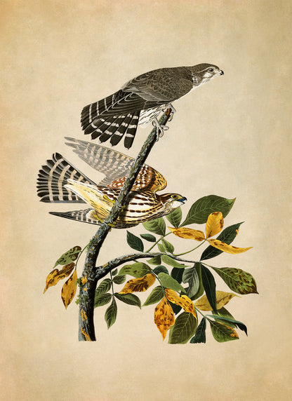 Merlin Falcon Print, Vintage Style Audubon Birds Of America Illustration, AOB91