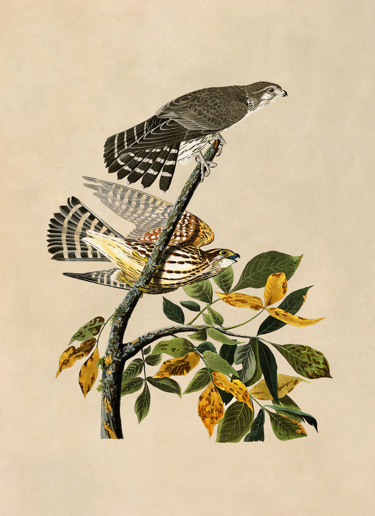 Merlin Falcon Print, Vintage Style Audubon Birds Of America Illustration, AOB91