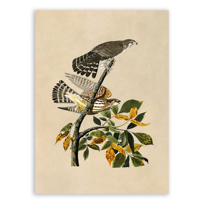 Merlin Falcon Print, Vintage Style Audubon Birds Of America Illustration, AOB91