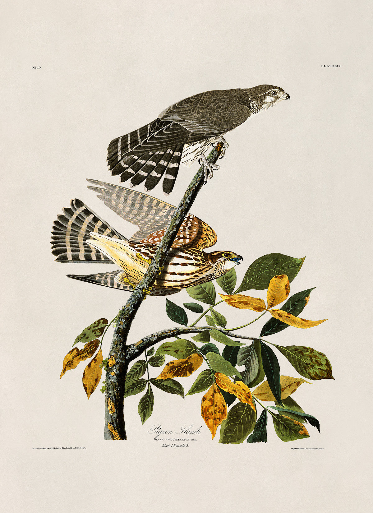 Merlin Falcon Print, Vintage Style Audubon Birds Of America Illustration, AOB91