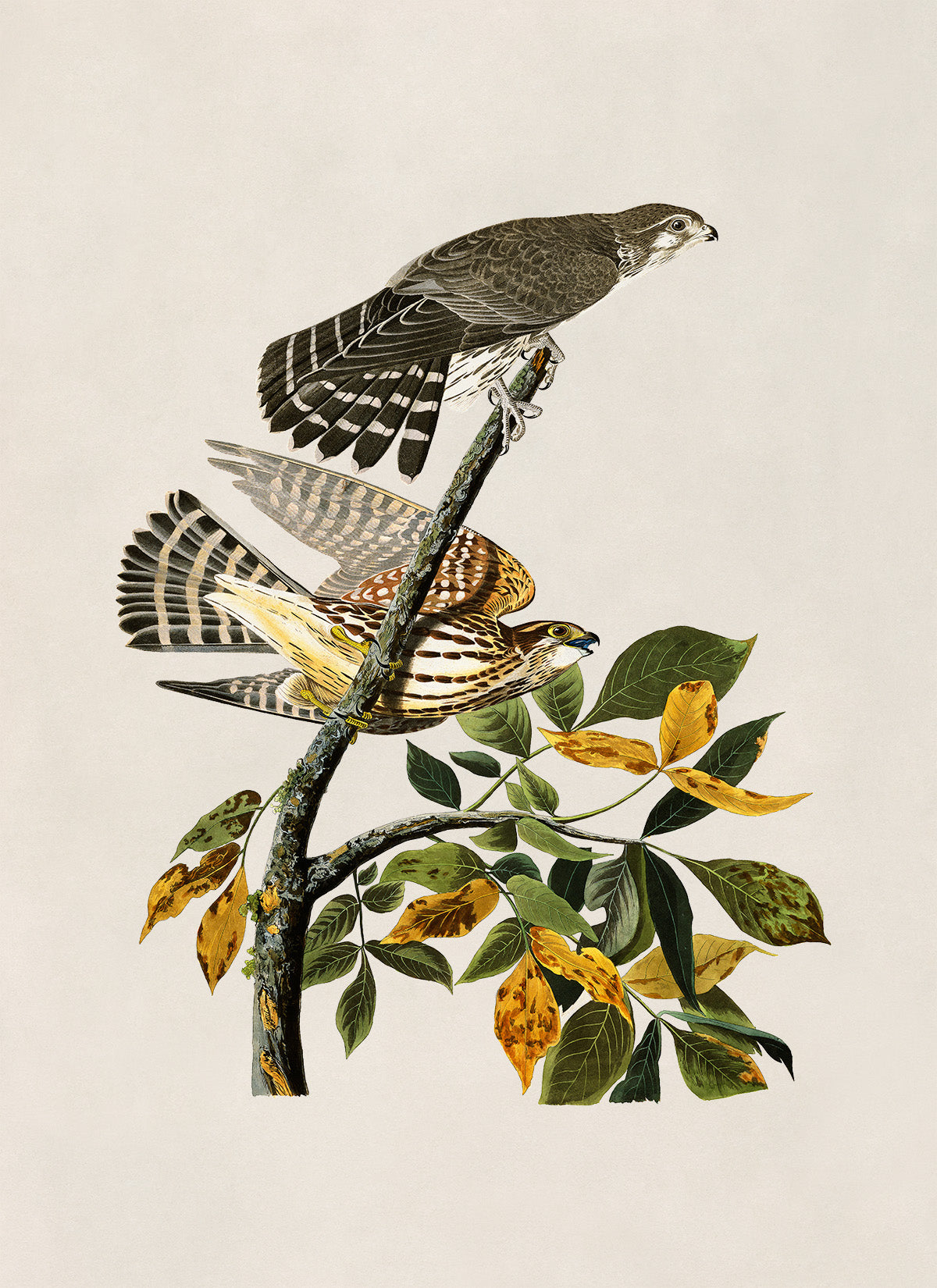 Merlin Falcon Print, Vintage Style Audubon Birds Of America Illustration, AOB91