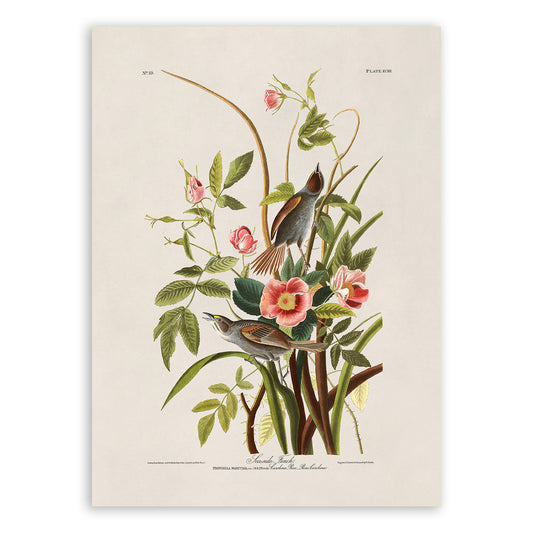 Seaside Sparrow Bird Print, Vintage Style Audubon Birds Of America Illustration, AOB92