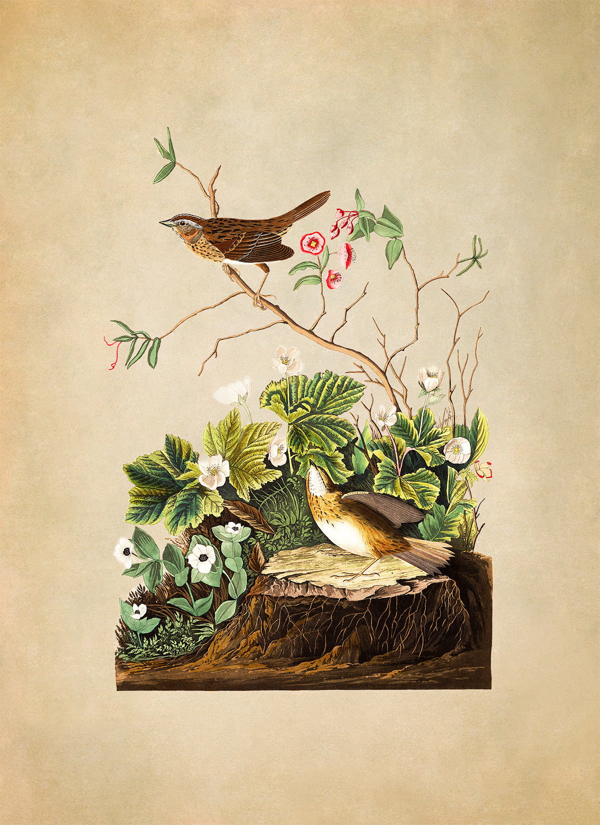 Lincoln Finch Bird Print, Vintage Style Audubon Birds Of America Illustration, AOB96