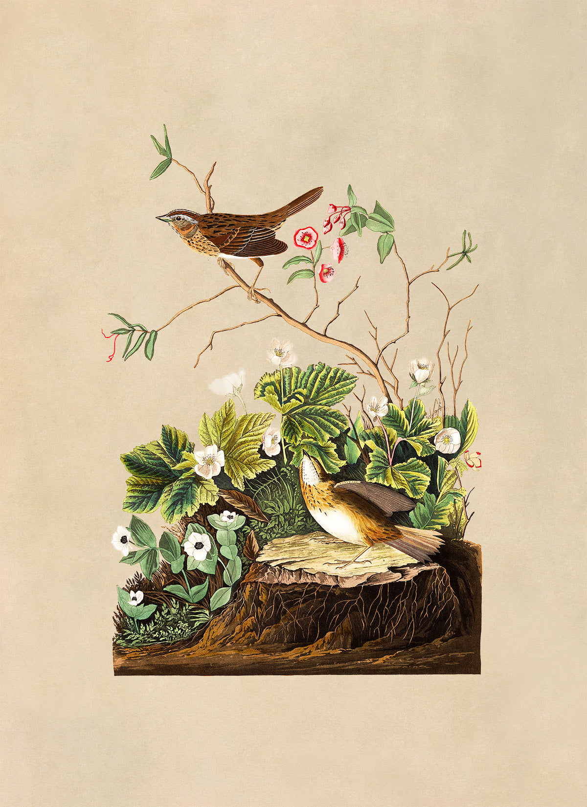 Lincoln Finch Bird Print, Vintage Style Audubon Birds Of America Illustration, AOB96