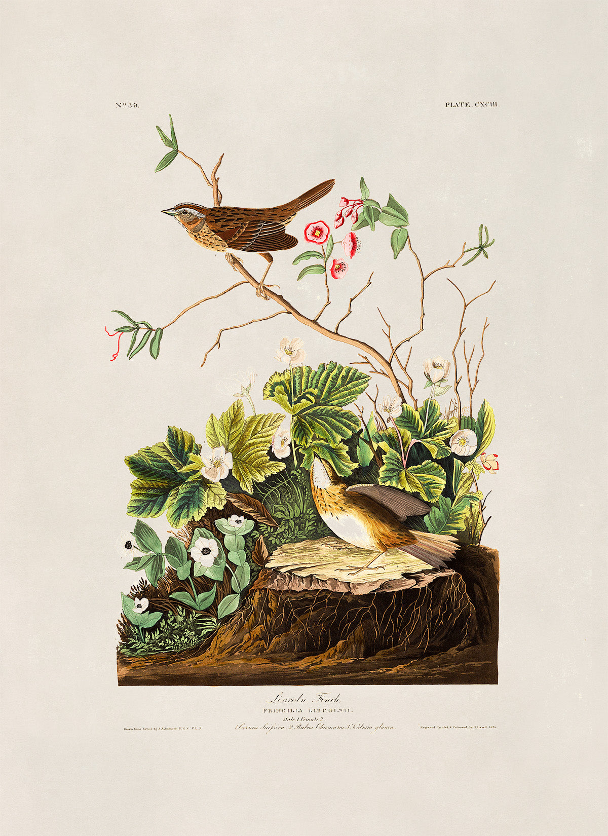 Lincoln Finch Bird Print, Vintage Style Audubon Birds Of America Illustration, AOB96