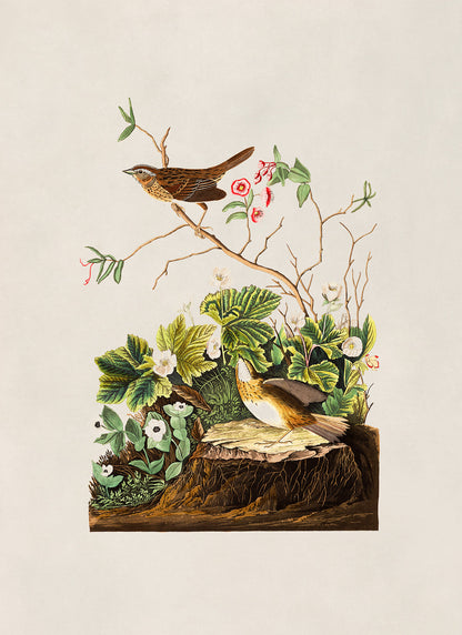 Lincoln Finch Bird Print, Vintage Style Audubon Birds Of America Illustration, AOB96