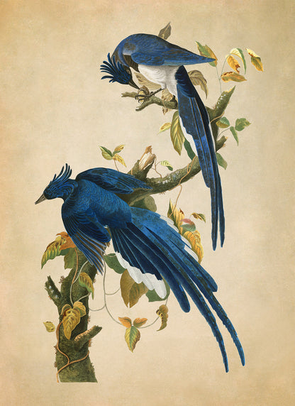 Columbia Jay or Magpie Bird Print, Vintage Style Audubon Birds Of America Illustration, AOB97