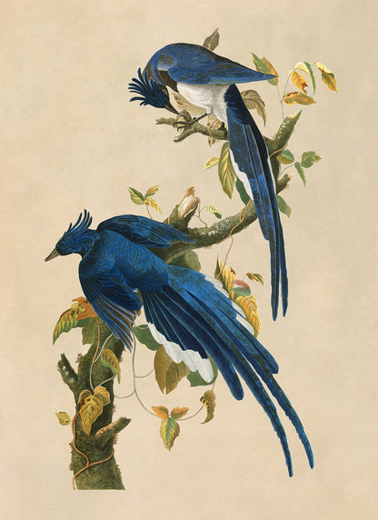 Columbia Jay or Magpie Bird Print, Vintage Style Audubon Birds Of America Illustration, AOB97