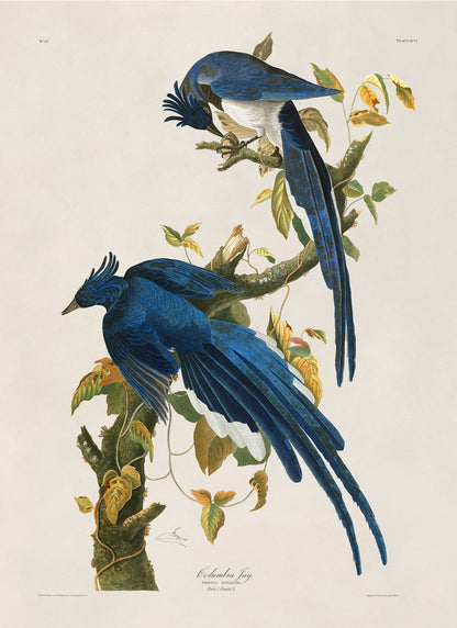 Columbia Jay or Magpie Bird Print, Vintage Style Audubon Birds Of America Illustration, AOB97